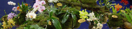 COMPO BIO Granuplant 6L Naturalny granulat do sadzenia, drenażu i dekoracji